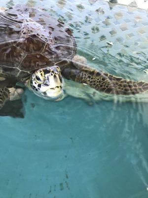 The Sea Turtle Hospital