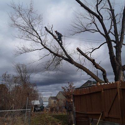 The work of a master tree climber