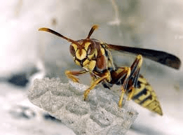 Paper Wasp