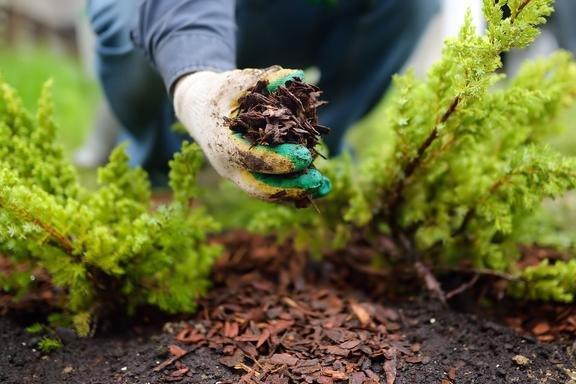 Tim's Mulch