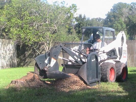 stump grinding ! we do it !  FOR FREE WITH TREE REMOVAL only company in town that does it for free