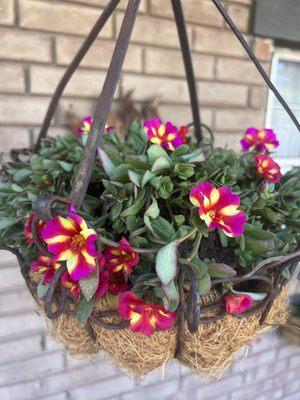 Succulent in hanging basket