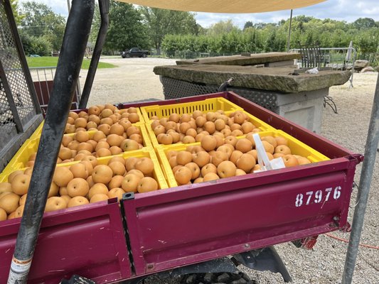 asian pears