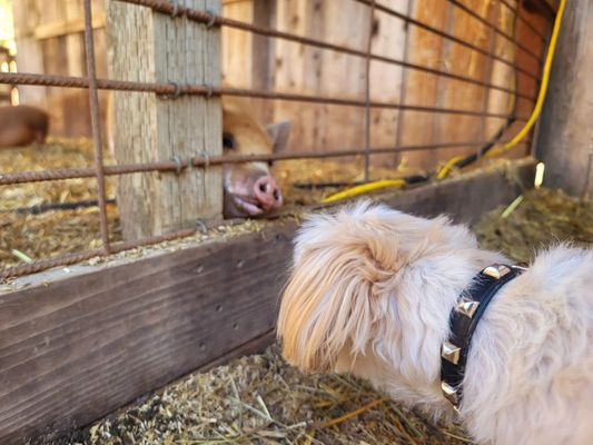 Hachi smells the little piggies, and vice versa.