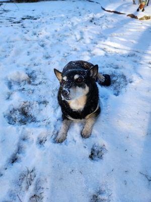 Clover, our Superhero enjoying life again after surgery at Colorado Canine Orthopedics.