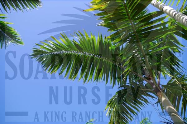 Soaring Eagle Nursery is a palm tree farm, offering field grown trees and potted plants at wholesale prices to industry professionals.