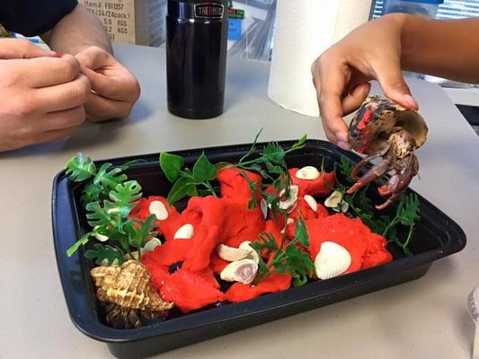 Making a Crab Habitat!