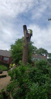 Wind Tree Service