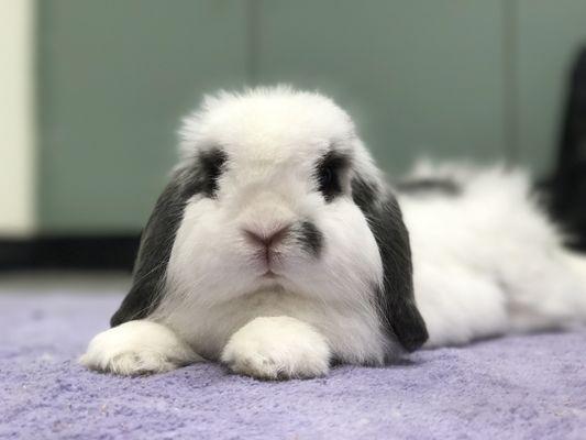 Rescue Rabbits Rock