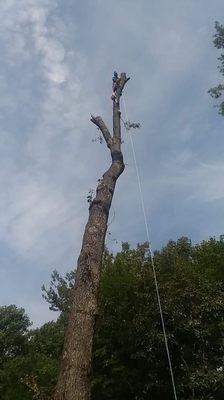 Dead tree removal