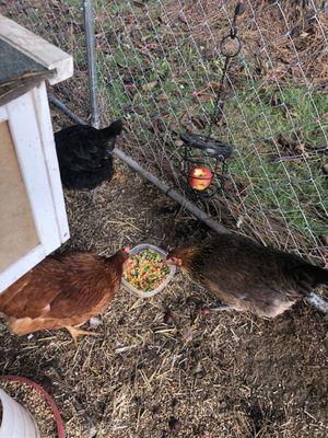 Our chickens are eating a mash comprised of Eugene Backyard Farmer feed and cooked vegetables.