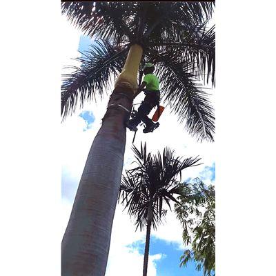 Expert palm tree climber