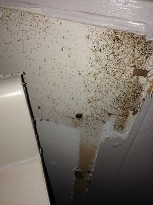 Roach fecal matter behind the bathroom vanity.