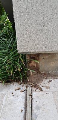 Termite tunnels found in 3 storey residential home