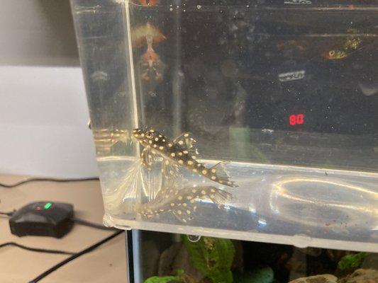 One of my new L201 plecos from the Fish Bowl!