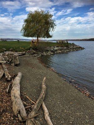 Well trimmed willow tree!