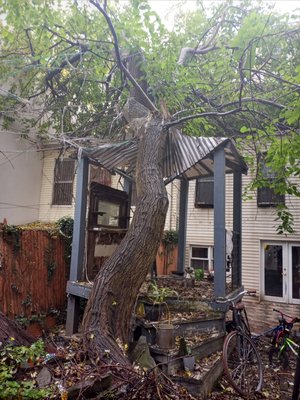 Emergency Tree Service 24/7 or Storm Damage