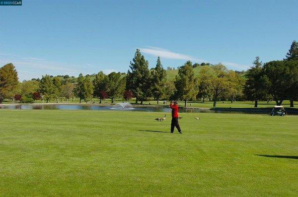 Golf Course In Rossmoor