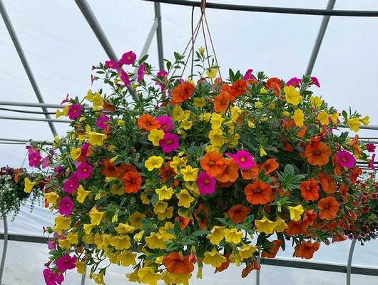 May21: hanging flowers in the greenhouse