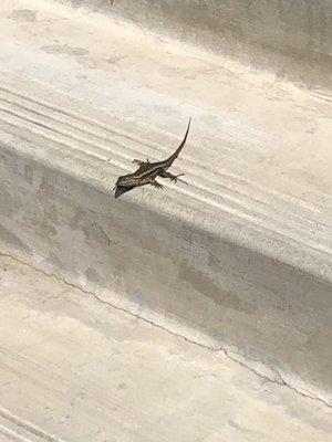 Dessert lizard on concrete stairway