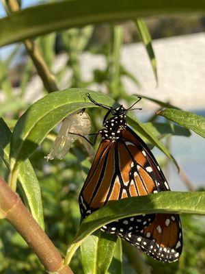 Milkweed and hatching queen butterfly