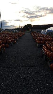 Fall pumpkin patch