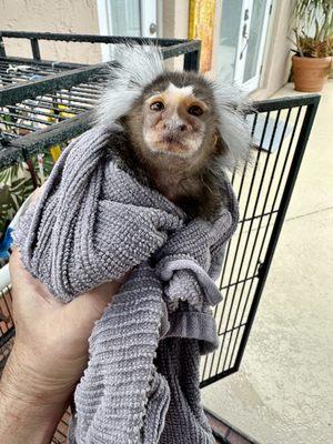 Mojito the Marmoset Monkey enjoying drying off after his bath