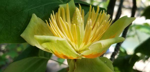 Liriodendron tulipifera, tulip tree flower