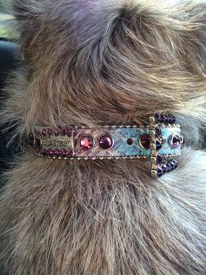 B.B. Simon crystal encrusted collar. This is Izzie's 1st bling & it has a great warranty!