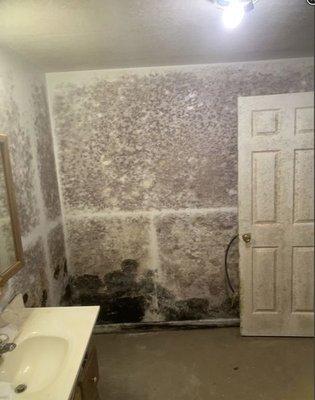 We handle mold from mild to extreme situations.