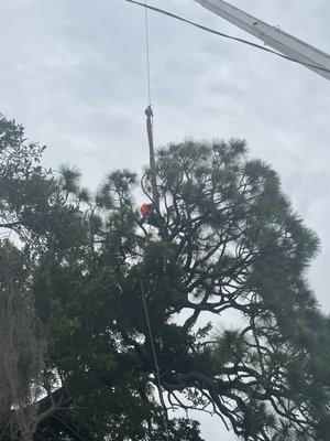 Crane setting us in the tree to safety cut this hazardous tree