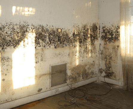 This mold is not a problem for PuroClean!