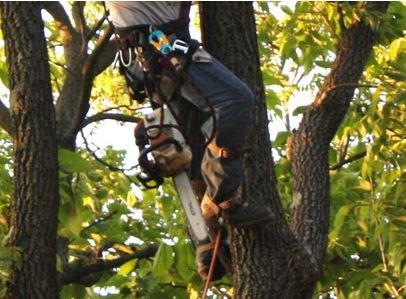 tree maintenance