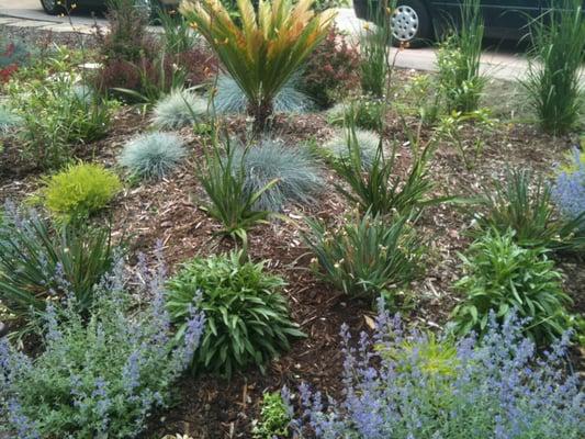 Drought Tolerant garden