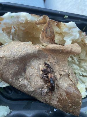 Found bug on my baked potato