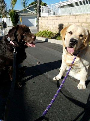 We love these two "brothers" - Booker & Milo