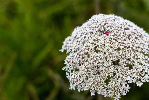 late spring flowers