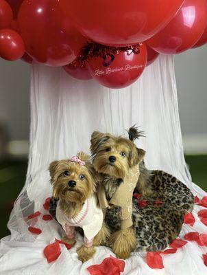 Valentin's day photoshoot after 2 full grooms and outfits from our boutique