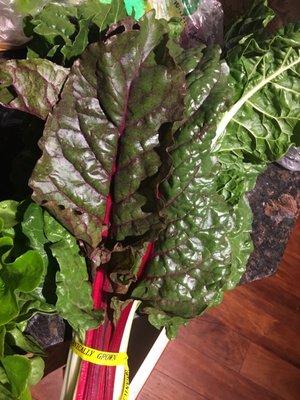 Chard