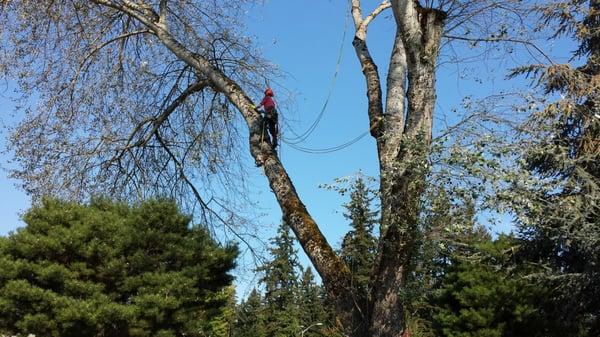 Large Maple in Redmond we removed. Hazard tree.