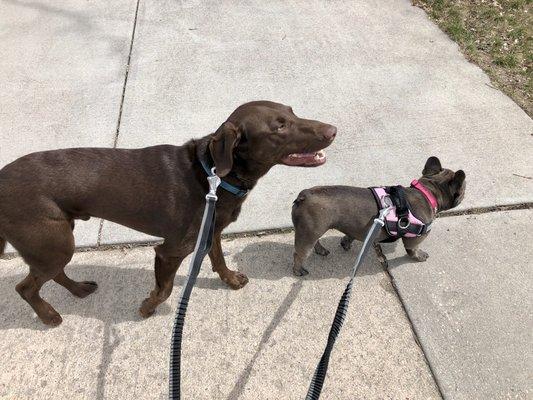 Mack & Pippa are the best leash walkers