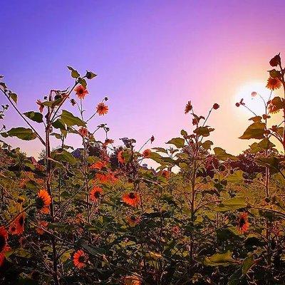 Sunflowers and sunrise miles