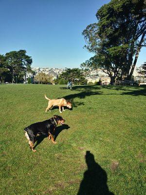 Buster and Hitachi running around with my co pilot Roxy my dog