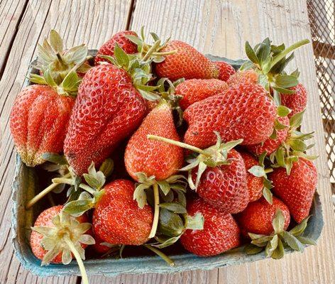 Freshly picked strawberries