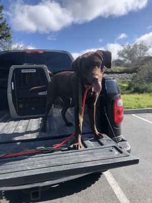 Client dog "Peet" waiting to be released and preparing for an off leash adventure!