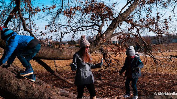 Climbing the giant tree at the Olathe community center