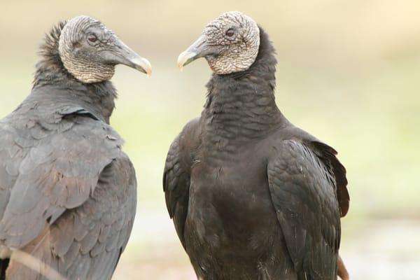 Two Buzzards looking onward, amazing photo opportunities.