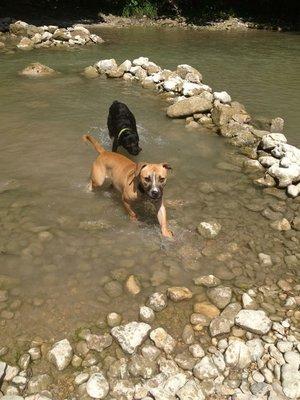 Off Leash River Fun