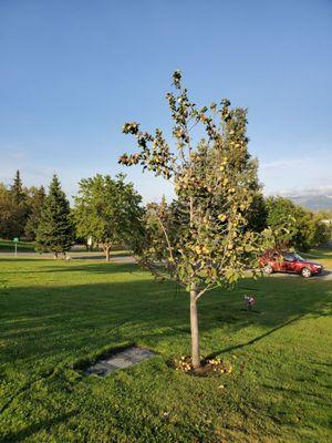 Angelus Memorial Park