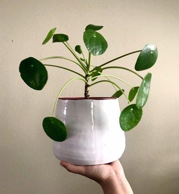 Pilea Peperomiodes